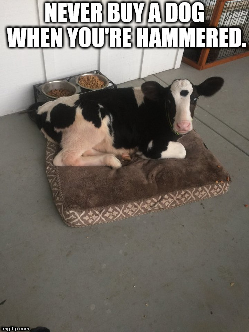 Calf Dog | NEVER BUY A DOG WHEN YOU'RE HAMMERED. | image tagged in cows | made w/ Imgflip meme maker