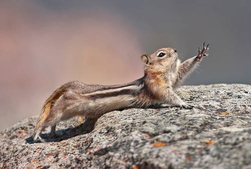 Must make it chipmunk Blank Meme Template