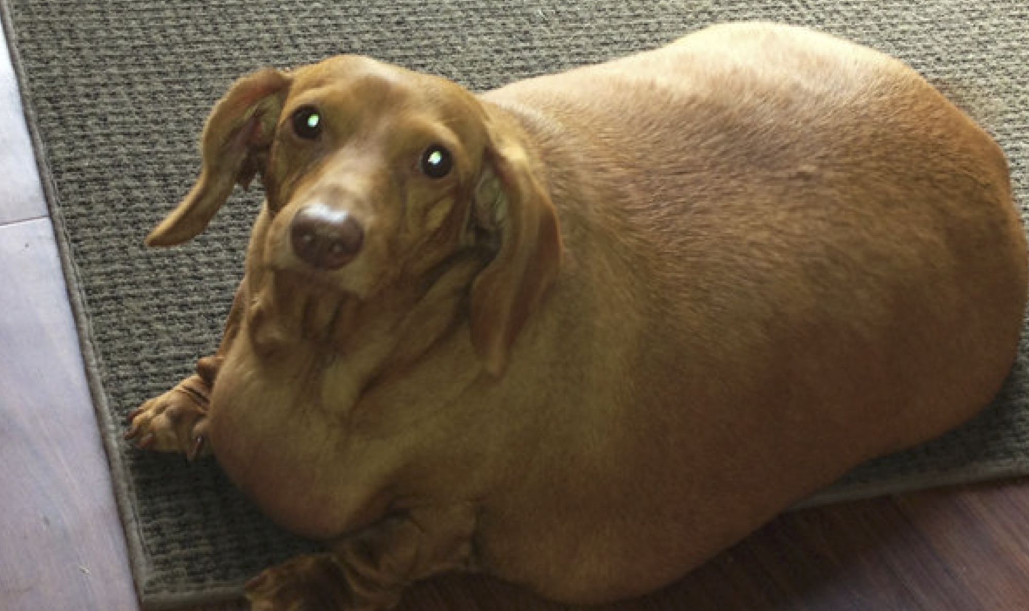 fat dog Blank Meme Template