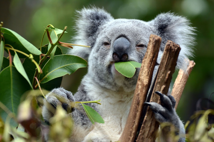 High Quality hungry koala Blank Meme Template