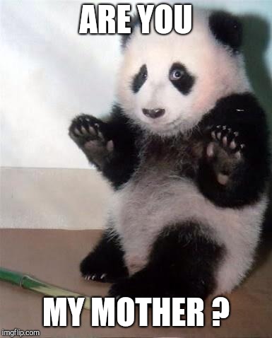 Hands Up panda | ARE YOU MY MOTHER ? | image tagged in hands up panda | made w/ Imgflip meme maker