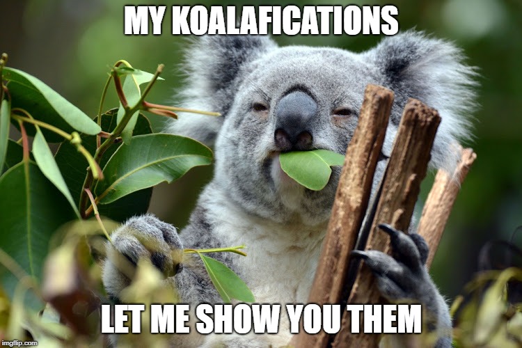hungry koala | MY KOALAFICATIONS; LET ME SHOW YOU THEM | image tagged in hungry koala | made w/ Imgflip meme maker