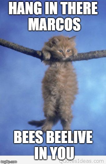 Hang in there | HANG IN THERE MARCOS; BEES BEELIVE IN YOU | image tagged in hang in there | made w/ Imgflip meme maker