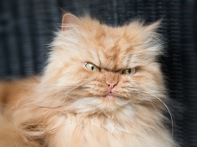 High Quality Angry Cat Blank Meme Template
