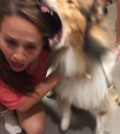 High Quality Dog Attacking Girl Blank Meme Template