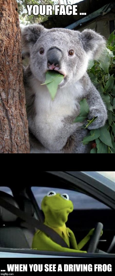 Sir "Kermit" Price | YOUR FACE ... ... WHEN YOU SEE A DRIVING FROG | image tagged in surprised koala,kermit the frog,kermit driving,memes | made w/ Imgflip meme maker