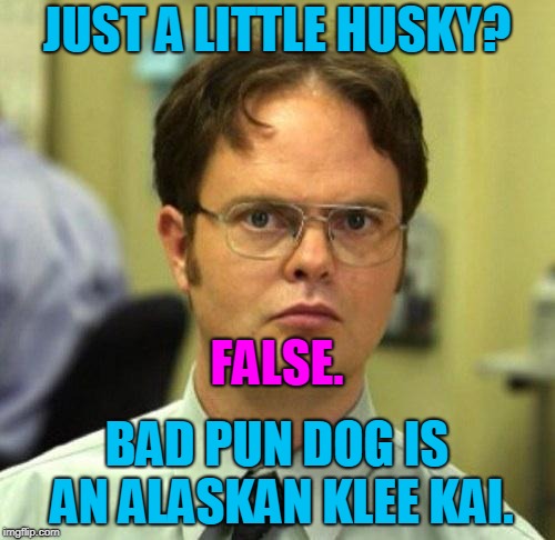 False | JUST A LITTLE HUSKY? BAD PUN DOG IS AN ALASKAN KLEE KAI. FALSE. | image tagged in false | made w/ Imgflip meme maker
