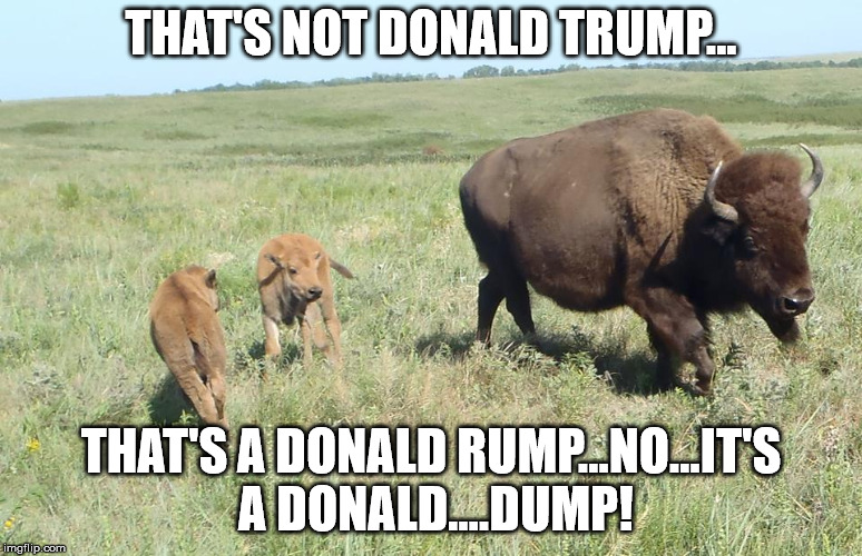 buffallo billy | THAT'S NOT DONALD TRUMP... THAT'S A DONALD RUMP...NO...IT'S A DONALD....DUMP! | image tagged in buffallo billy | made w/ Imgflip meme maker