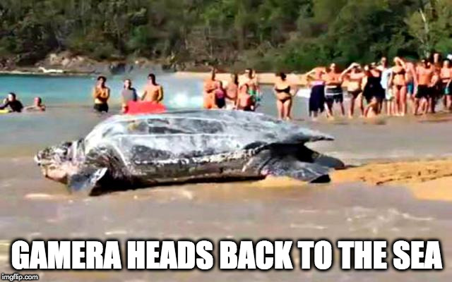 gamera | GAMERA HEADS BACK TO THE SEA | image tagged in funny | made w/ Imgflip meme maker