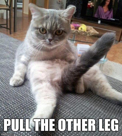Sexy Cat Meme | PULL THE OTHER LEG | image tagged in memes,sexy cat | made w/ Imgflip meme maker