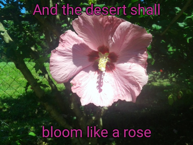 Isaiah 36:1. The desert Will Bloom With The Rose Of Sharon | And the desert shall; bloom like a rose | image tagged in bible,holy bible,holy spirit,bible versr,verse,god | made w/ Imgflip meme maker