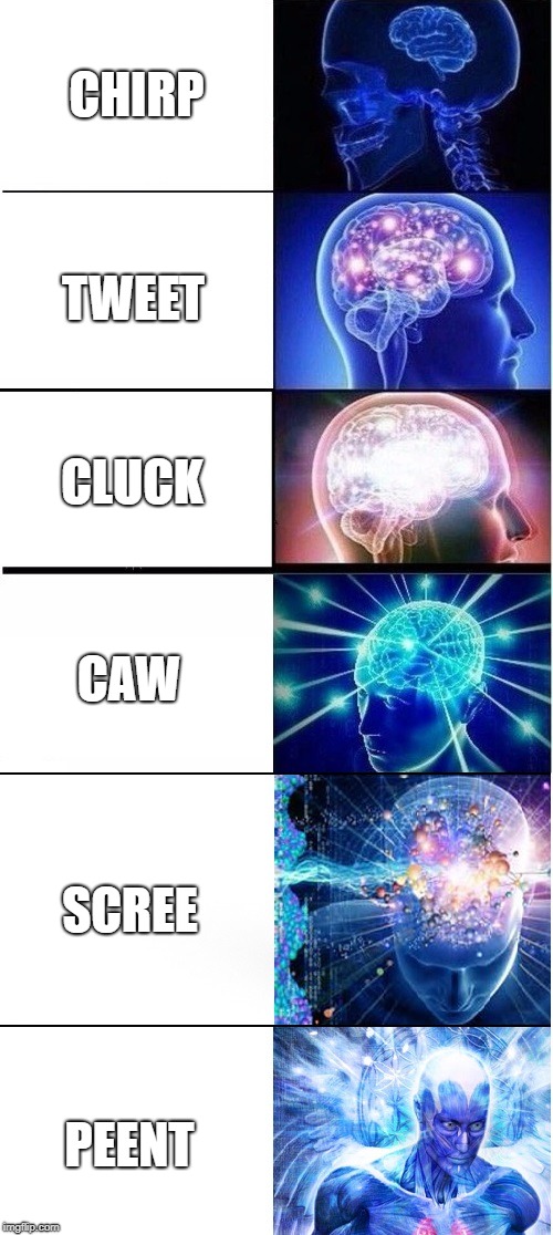 Bird Sounds | CHIRP; TWEET; CLUCK; CAW; SCREE; PEENT | image tagged in expanding brain extended,birb meme,birb | made w/ Imgflip meme maker