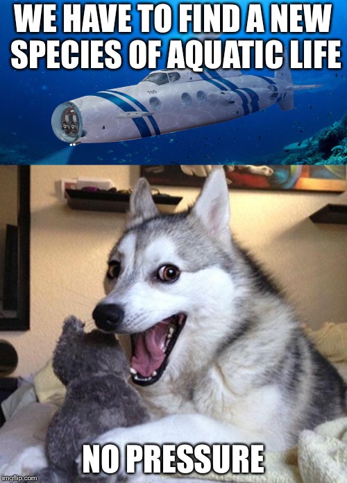 WE HAVE TO FIND A NEW SPECIES OF AQUATIC LIFE; NO PRESSURE | image tagged in funny memes,bad pun dog,science | made w/ Imgflip meme maker