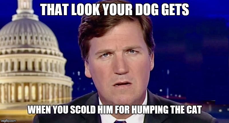 THAT LOOK YOUR DOG GETS; WHEN YOU SCOLD HIM FOR HUMPING THE CAT | image tagged in tucker carlson | made w/ Imgflip meme maker