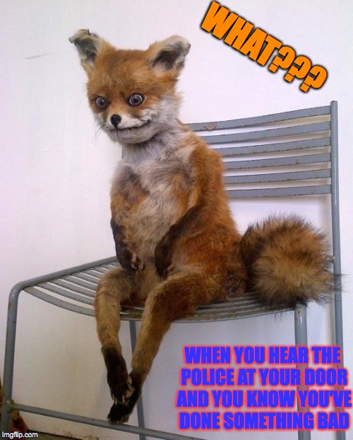 Stoned Fox | WHAT??? WHEN YOU HEAR THE POLICE AT YOUR DOOR AND YOU KNOW YOU'VE DONE SOMETHING BAD | image tagged in stoned fox | made w/ Imgflip meme maker