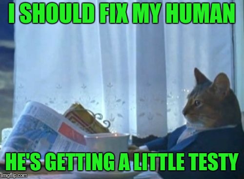 I Should Buy A Boat Cat Meme | I SHOULD FIX MY HUMAN; HE'S GETTING A LITTLE TESTY | image tagged in memes,i should buy a boat cat | made w/ Imgflip meme maker