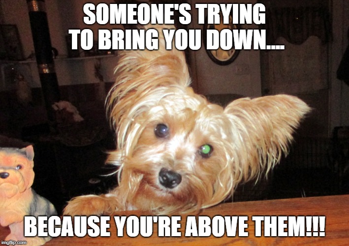 Don't let them get you down.. | SOMEONE'S TRYING TO BRING YOU DOWN.... BECAUSE YOU'RE ABOVE THEM!!! | image tagged in dog,yorkie,you're better,don't let them,bring you down,you are better | made w/ Imgflip meme maker