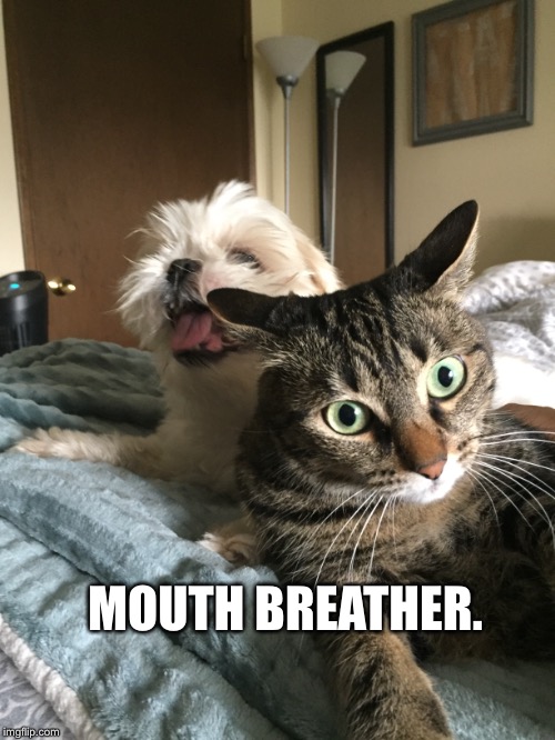 Mouth Breather | MOUTH BREATHER. | image tagged in stranger things,cats,funny cats,dogs,cats and dogs living together | made w/ Imgflip meme maker
