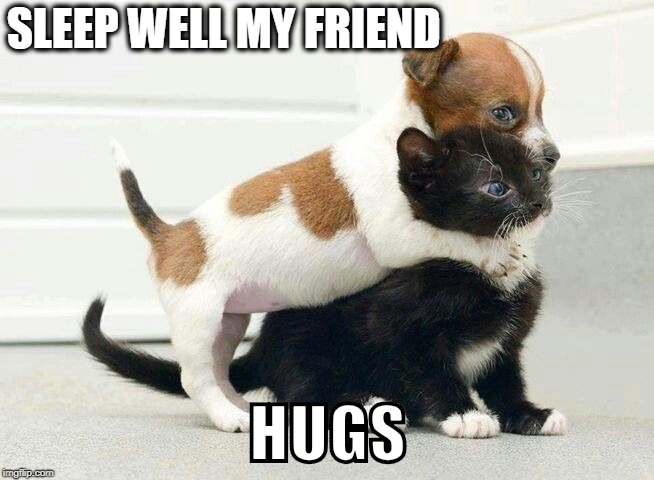 Dog Hugging Cat | SLEEP WELL MY FRIEND; HUGS | image tagged in dog hugging cat | made w/ Imgflip meme maker