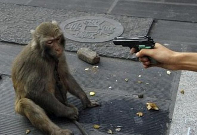 Monkey Gun Blank Meme Template