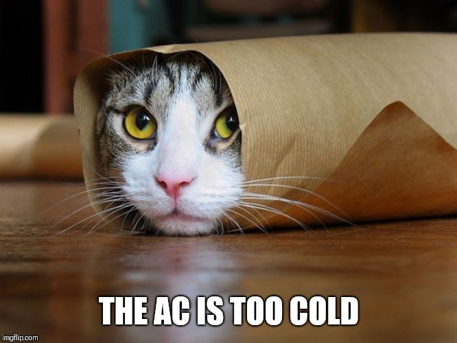 purrito | THE AC IS TOO COLD | image tagged in purrito | made w/ Imgflip meme maker