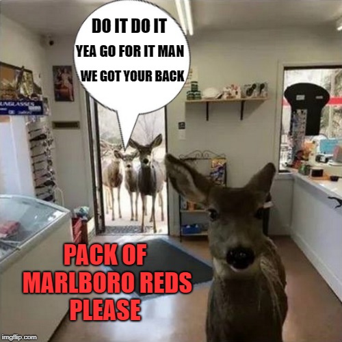 friends | DO IT DO IT; YEA GO FOR IT MAN; WE GOT YOUR BACK; PACK OF MARLBORO REDS PLEASE | image tagged in kids,cigs,store,funny | made w/ Imgflip meme maker