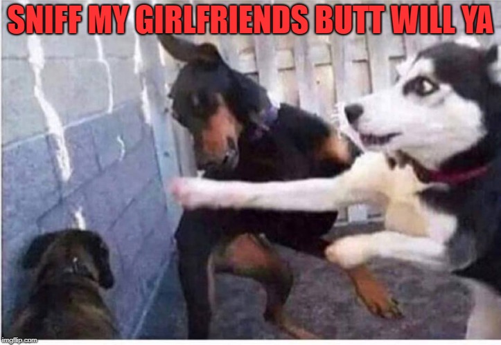 jealous dog | SNIFF MY GIRLFRIENDS BUTT WILL YA | image tagged in dogfight,jealous,funny | made w/ Imgflip meme maker