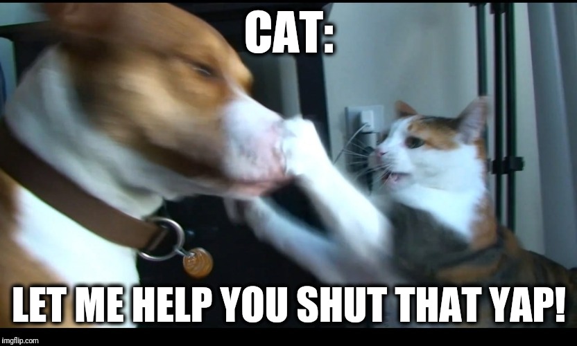 CAT: LET ME HELP YOU SHUT THAT YAP! | made w/ Imgflip meme maker