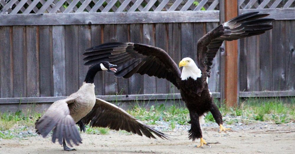 High Quality Goose vs Eagle Blank Meme Template