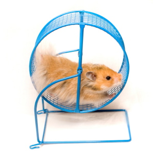 Hamster Wheel Blank Meme Template