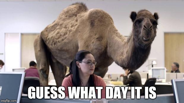 Hump Day Camel | GUESS WHAT DAY IT IS | image tagged in hump day camel | made w/ Imgflip meme maker