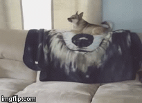 When your friend won't shut up XD |  SHUT UP | image tagged in gifs,dog,dogs,funny | made w/ Imgflip video-to-gif maker