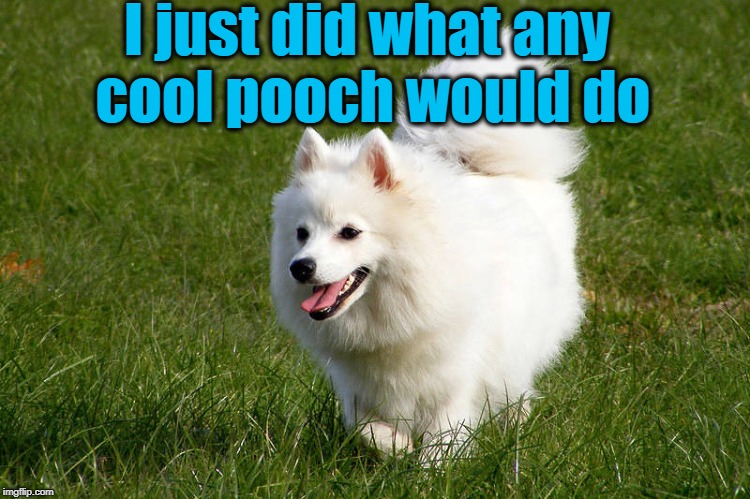 I just did what any cool pooch would do | made w/ Imgflip meme maker