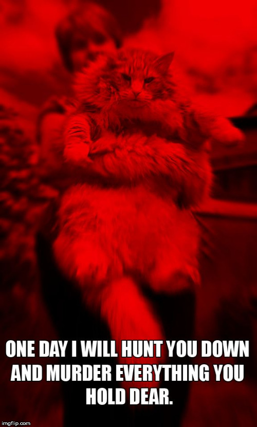 One day I will hunt you down and murder everything you hold dear. | image tagged in catnot,evil cat,poor cat,revenge cat | made w/ Imgflip meme maker