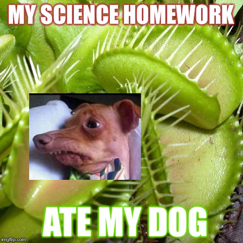 Reversed | MY SCIENCE HOMEWORK; ATE MY DOG | image tagged in venus fly trap,reverse,science,homework | made w/ Imgflip meme maker
