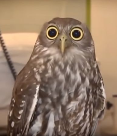 owl-big-eyes Blank Meme Template