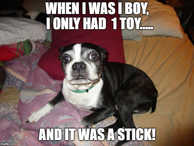 When I was a boy,  .. | WHEN I WAS I BOY,  I ONLY HAD 
1 TOY..... AND IT WAS A STICK! | image tagged in old dog,looking back,wisdom,boston terrier,back in my day,what if i told you | made w/ Imgflip meme maker