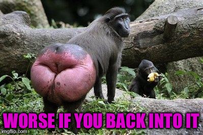 Monkey Ass | WORSE IF YOU BACK INTO IT | image tagged in monkey ass | made w/ Imgflip meme maker