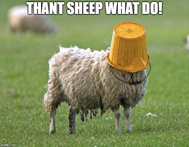 stupid sheep | THANT SHEEP WHAT DO! | image tagged in stupid sheep | made w/ Imgflip meme maker