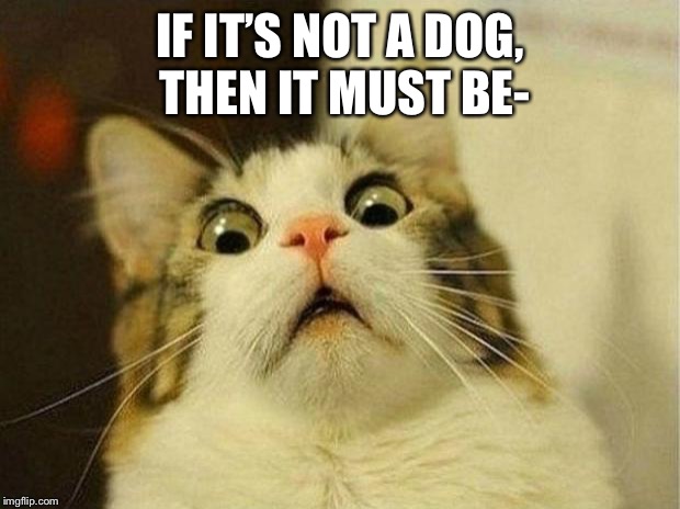 Scared Cat Meme | IF IT’S NOT A DOG, THEN IT MUST BE- | image tagged in memes,scared cat | made w/ Imgflip meme maker