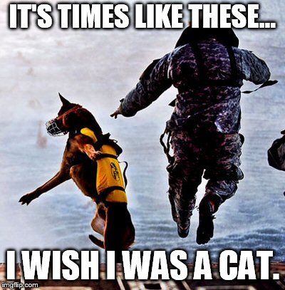 Military K9 jump | IT'S TIMES LIKE THESE... I WISH I WAS A CAT. | image tagged in military k9 jump | made w/ Imgflip meme maker