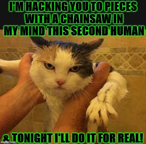 I'M HACKING YOU TO PIECES WITH A CHAINSAW IN MY MIND THIS SECOND HUMAN; & TONIGHT I'LL DO IT FOR REAL! | image tagged in mad kitty | made w/ Imgflip meme maker