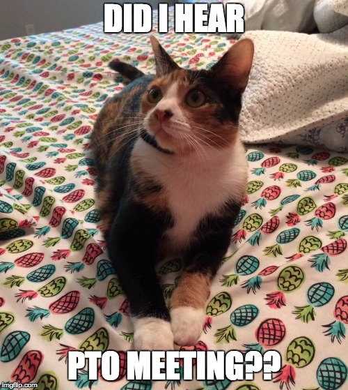 PTO CAT | DID I HEAR; PTO MEETING?? | image tagged in pto,pta | made w/ Imgflip meme maker