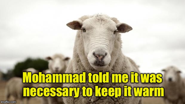 Sheep | Mohammad told me it was necessary to keep it warm | image tagged in sheep | made w/ Imgflip meme maker