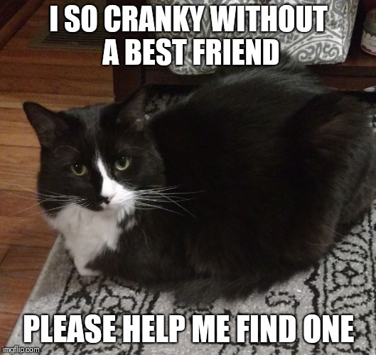 I SO CRANKY WITHOUT A BEST FRIEND; PLEASE HELP ME FIND ONE | image tagged in idk | made w/ Imgflip meme maker