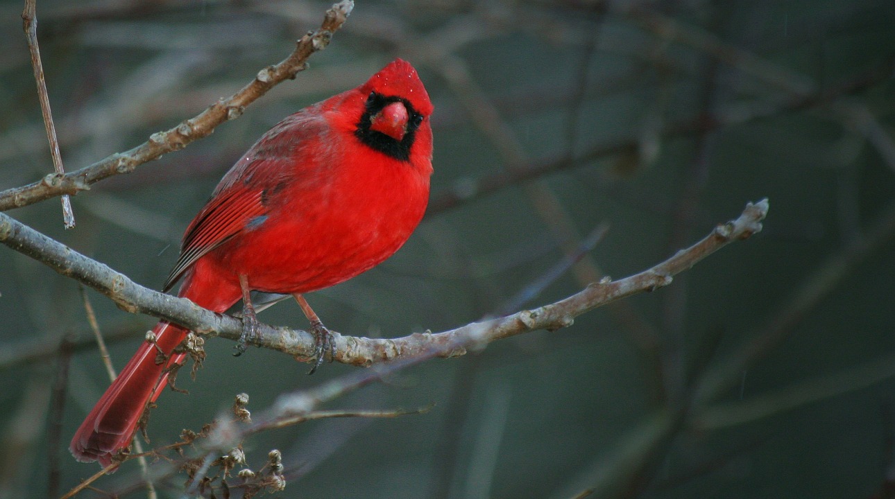 Cardinal bird Blank Meme Template