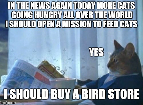 I Should Buy A Boat Cat | IN THE NEWS AGAIN TODAY MORE CATS GOING HUNGRY ALL OVER THE WORLD I SHOULD OPEN A MISSION TO FEED CATS; YES; I SHOULD BUY A BIRD STORE | image tagged in memes,i should buy a boat cat | made w/ Imgflip meme maker