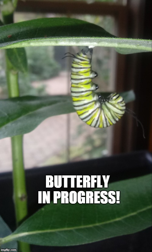 Image Tagged In Butterflyinprogress Imgflip