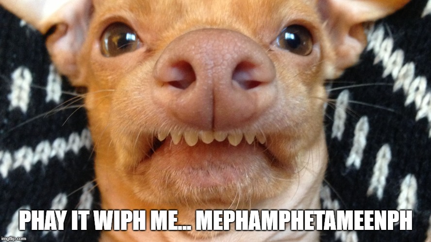 Meph | PHAY IT WIPH ME...
MEPHAMPHETAMEENPH | image tagged in meth,funny chihuahua,chihuahua,overbite | made w/ Imgflip meme maker
