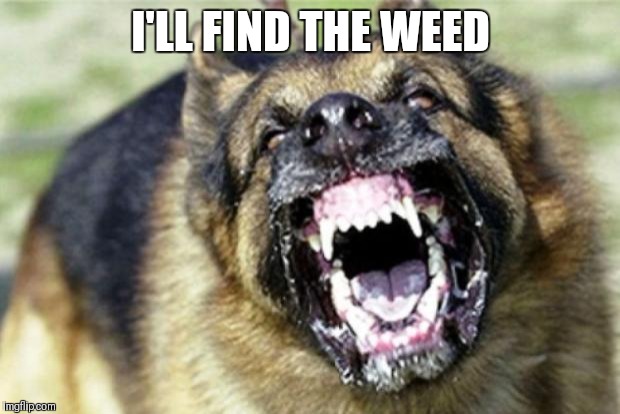 Evil German Shepherd from Hell 2 | I'LL FIND THE WEED | image tagged in evil german shepherd from hell 2 | made w/ Imgflip meme maker